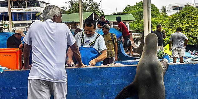 海獅變魚攤常客 排隊(duì)“購買”金槍魚