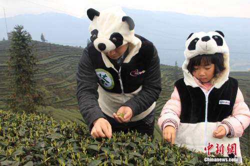 四川天價(jià)“熊貓茶”春茶三月首采