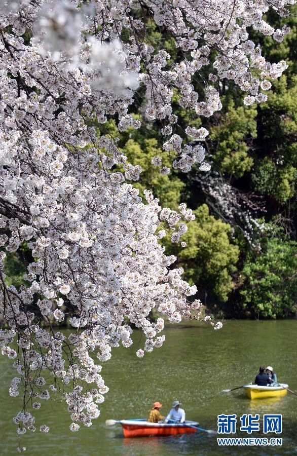 東京迎來賞櫻高峰