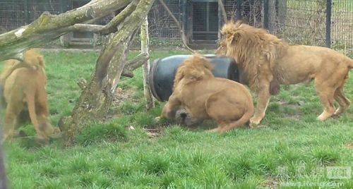 荷蘭動(dòng)物園一獅子頭被卡塑料桶