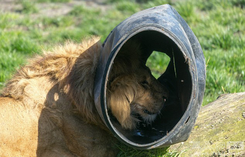 荷蘭動(dòng)物園一獅子頭被卡塑料桶