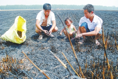 　村民為挽回一點(diǎn)損失，只得撿拾一些燒焦的麥穗。