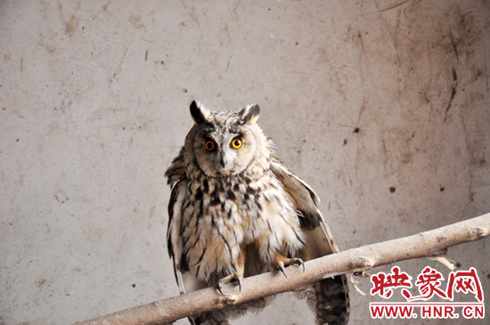 據(jù)了解，長耳鸮屬于夜行動物，是一種益鳥，主要捕食鼠類。