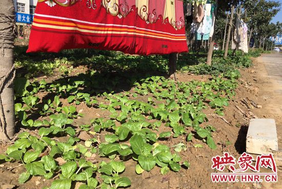 西四環(huán)中原路交叉口，大片生態(tài)廊道被毀，變成私家菜園。