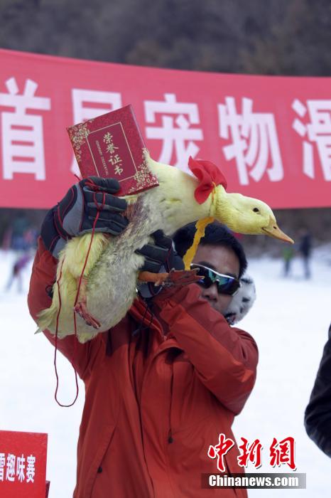 河南辦寵物滑雪賽 烏龜贏兔子得第三