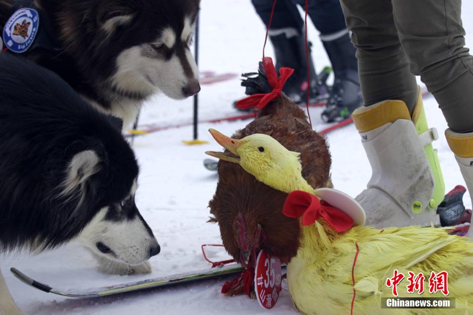 河南辦寵物滑雪賽 烏龜贏兔子得第三