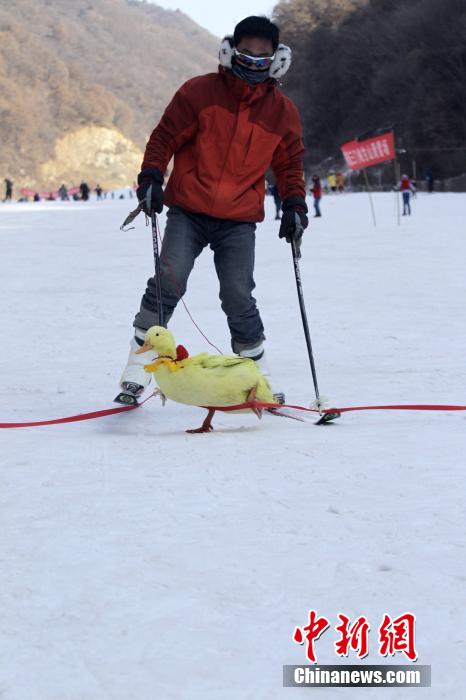 河南辦寵物滑雪賽 烏龜贏兔子得第三