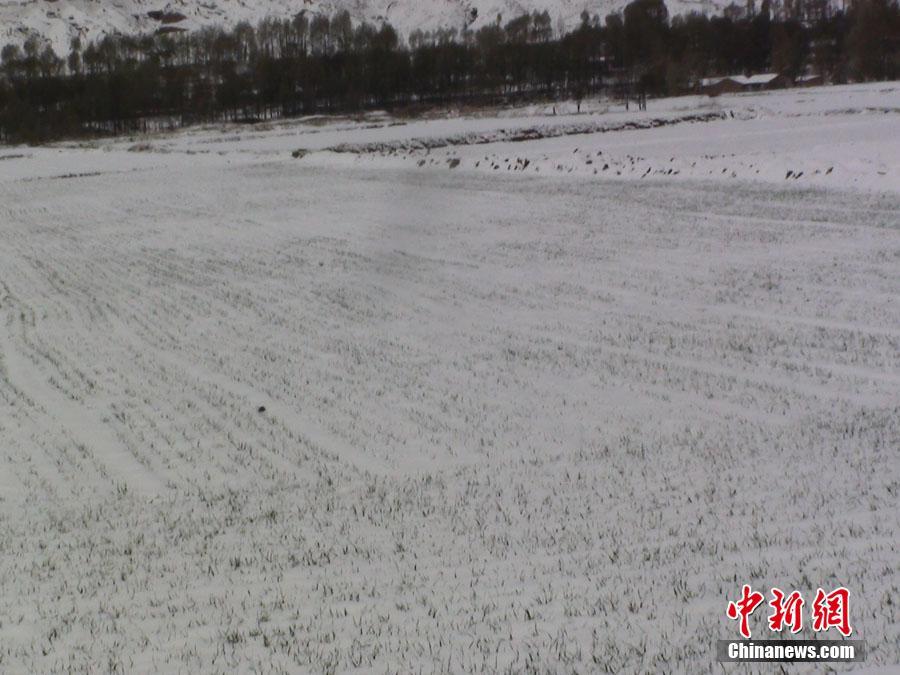 甘肅河西走廊山丹縣立夏后首飄大雪