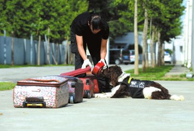 搜油犬正在進(jìn)行日常訓(xùn)練。