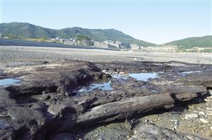 朱家尖島東沙沙灘暴露在地表上的古木層