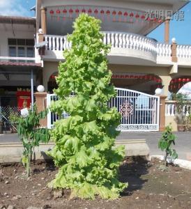 馬口親善花園居民李亞德種出“高人一等”的生菜，這棵3英尺高的生菜好像圣誕樹，令人稱奇。