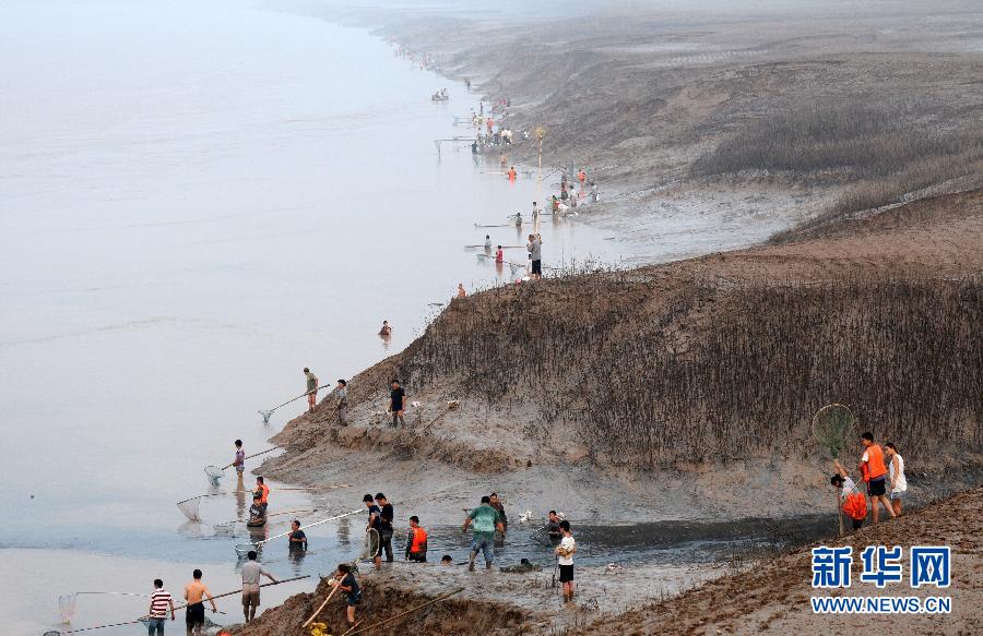  7月6日,在山西省平陸縣黃河岸邊,人們在捕撈黃河“流魚”。