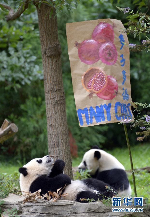 8月23日,大熊貓“寶寶”在美國(guó)華盛頓的國(guó)家動(dòng)物園參加“抓周”儀式。