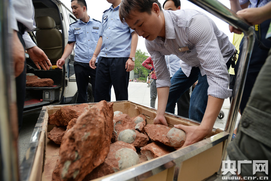 2015年4月19日，廣東河源，道路改造施工現(xiàn)場，挖出一大窩恐龍蛋化石。