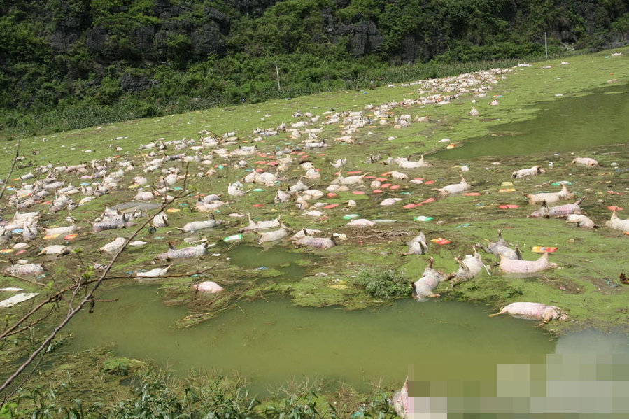 廣西一養(yǎng)殖場(chǎng)被淹 1.6萬(wàn)余頭死豬浸泡水中