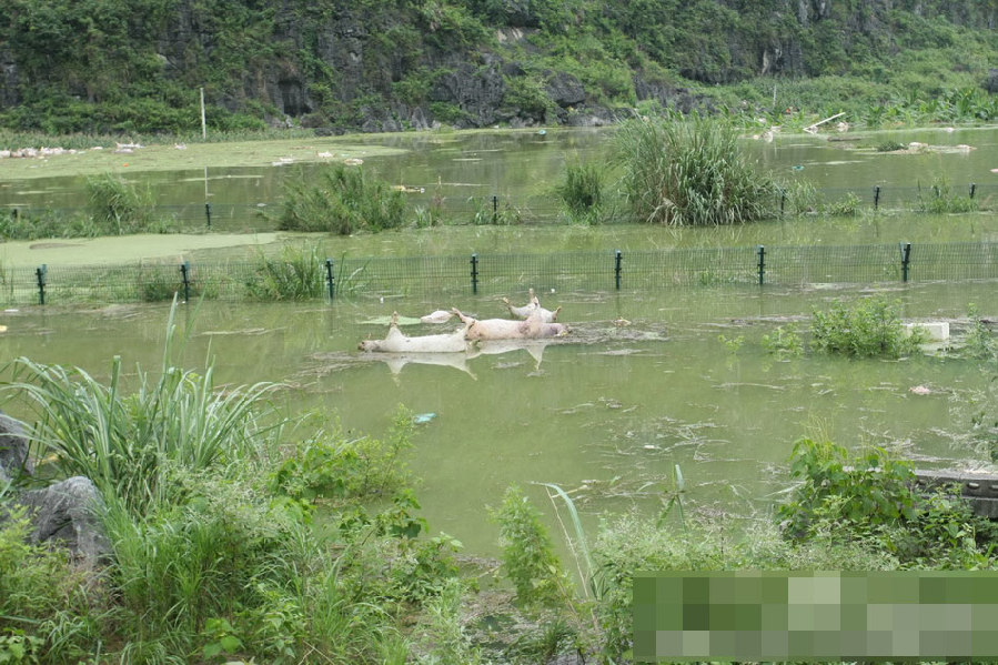 廣西一養(yǎng)殖場(chǎng)被淹 1.6萬(wàn)余頭死豬浸泡水中