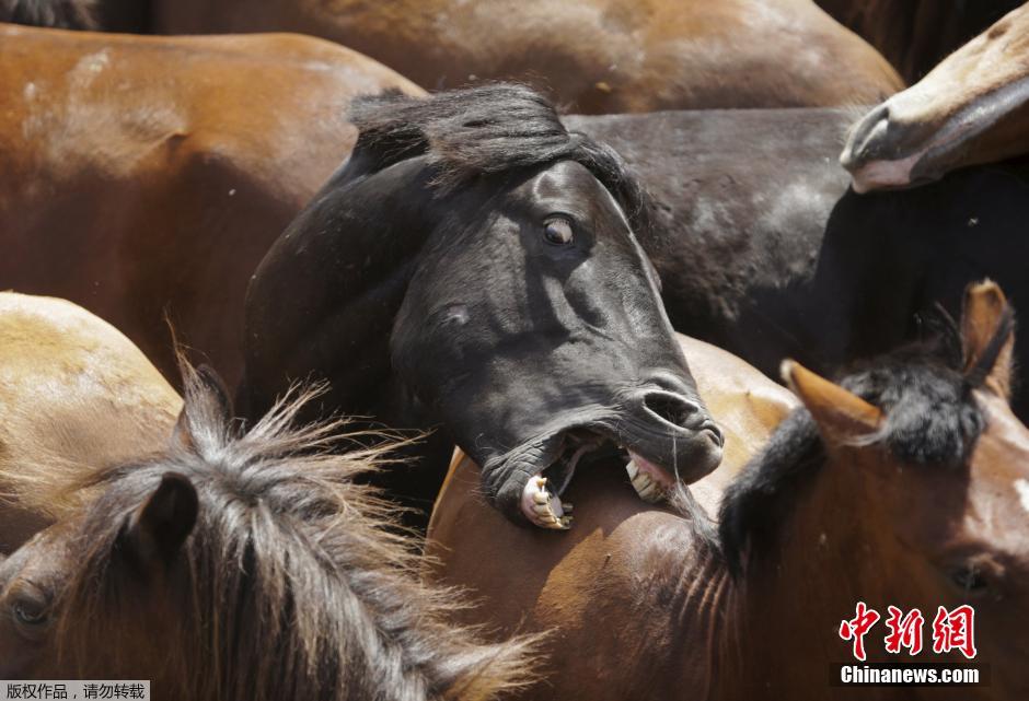 西班牙傳統(tǒng)野馬節(jié)火熱開(kāi)賽 場(chǎng)面壯觀