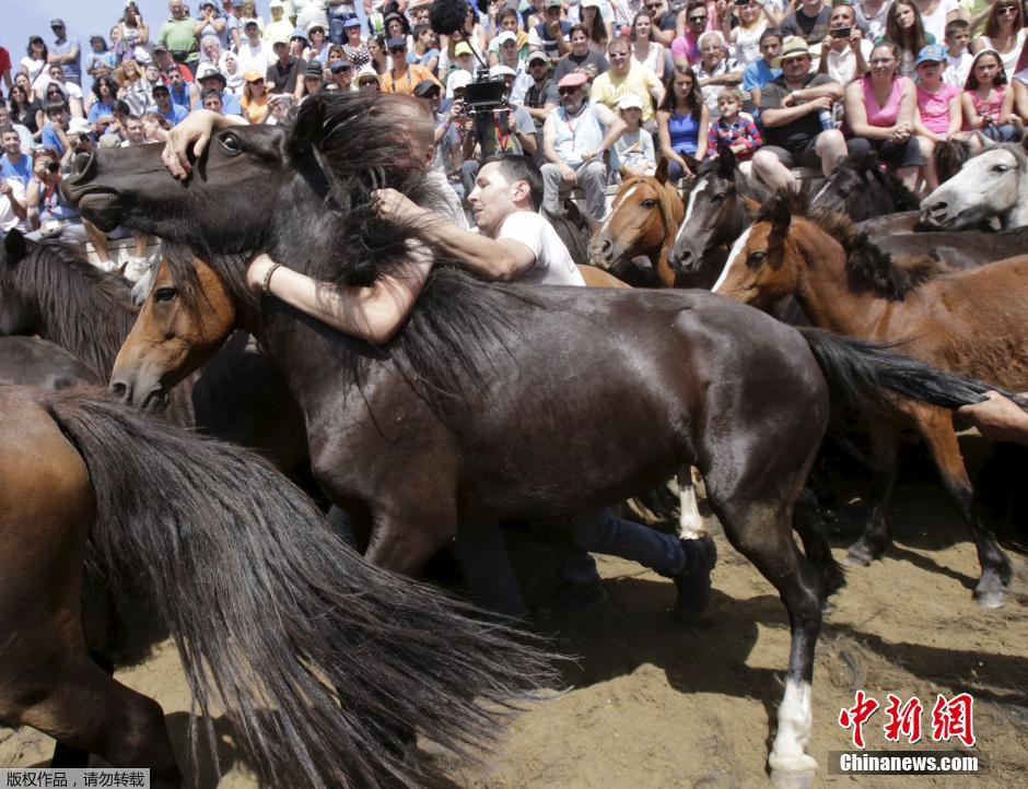 西班牙傳統(tǒng)野馬節(jié)火熱開(kāi)賽 場(chǎng)面壯觀