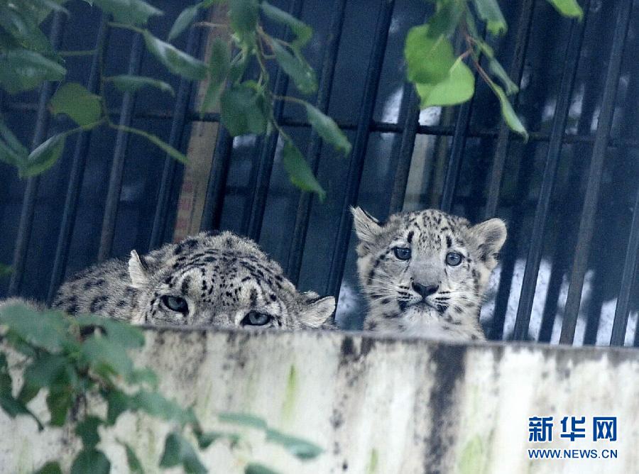 濟(jì)南野生動(dòng)物世界剛過(guò)百日的小雪豹和媽媽一起與游客見面