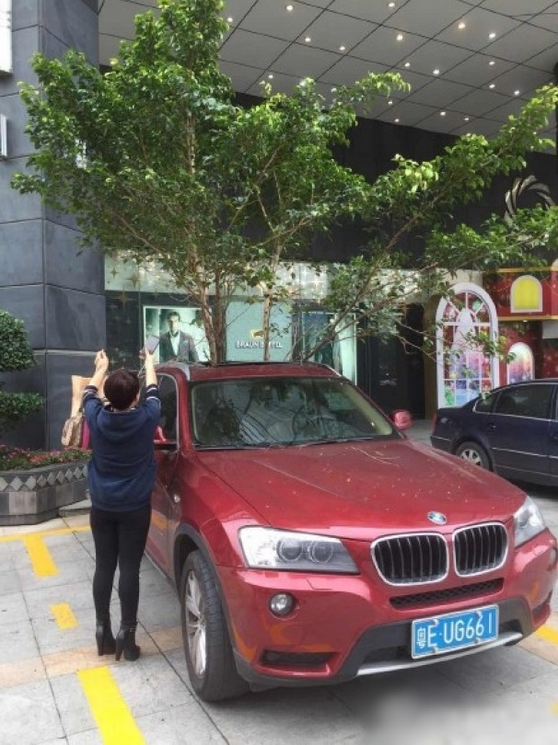 一輛停在停車位上的寶馬轎車，被墜落的樹枝砸中，樹枝徑直插入車內(nèi)，現(xiàn)場(chǎng)引發(fā)不少市民圍觀拍照。