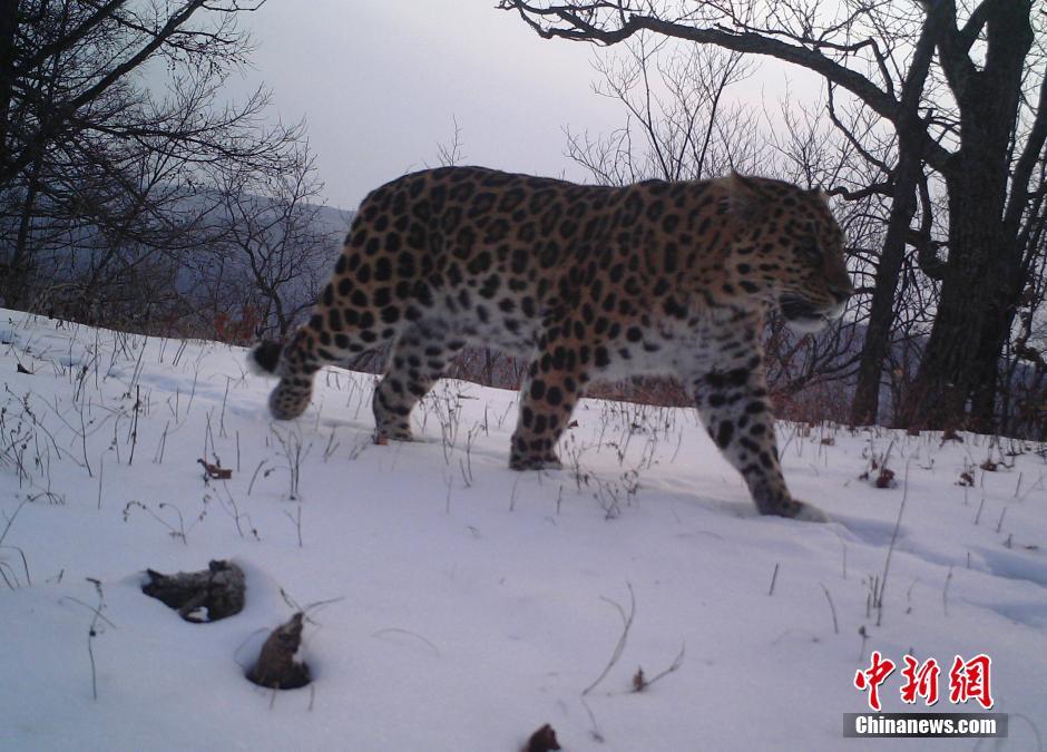 黑龍江老爺嶺保護(hù)區(qū)多次拍到野生東北虎、豹影像