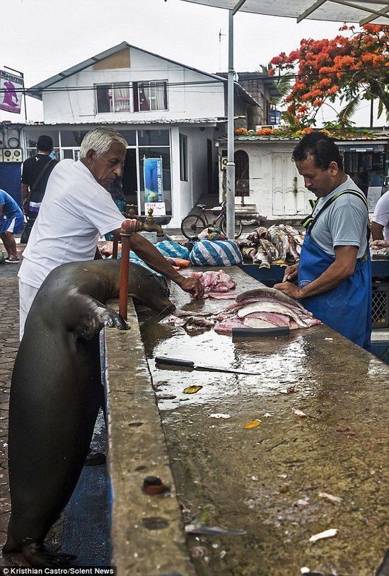 厄瓜多爾海獅成魚攤“?？汀?排隊“買”金槍魚