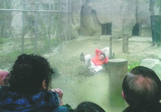 昨日，成都動(dòng)物園，男子進(jìn)入白虎活動(dòng)區(qū)后被白虎拖行。動(dòng)物園出動(dòng)50多人成功營(yíng)救下他