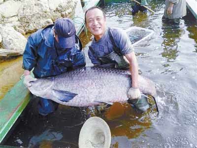 河南水庫(kù)捕到147斤重大青魚，長(zhǎng)1.76米。