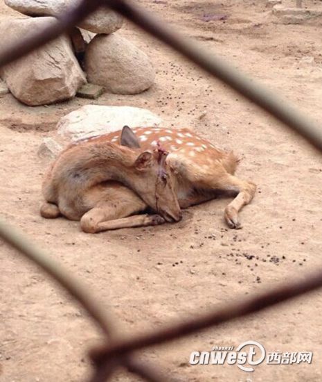 陜西秦嶺動(dòng)物園梅花鹿鹿茸被割 負(fù)責(zé)人稱防打架