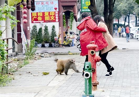 獼猴當街嚇唬女行人 記者王永勝攝