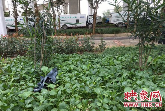 生態(tài)廊道里的“菜園”