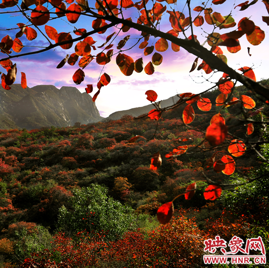 嵩山紅葉:中原第一紅葉 金秋游覽休閑最強(qiáng)攻略