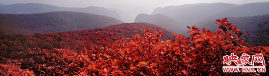 驚艷今秋,紅動中國 青天河景區(qū)推賞紅葉惠民活動