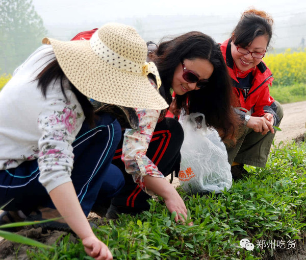 鄭州吃貨挖“野菜地圖”攻略