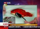 英國男子花3000塊給金魚做便秘手術(shù)