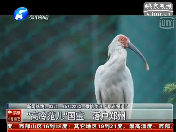 國家一級保護鳥類朱鹮落戶鄭州動物園