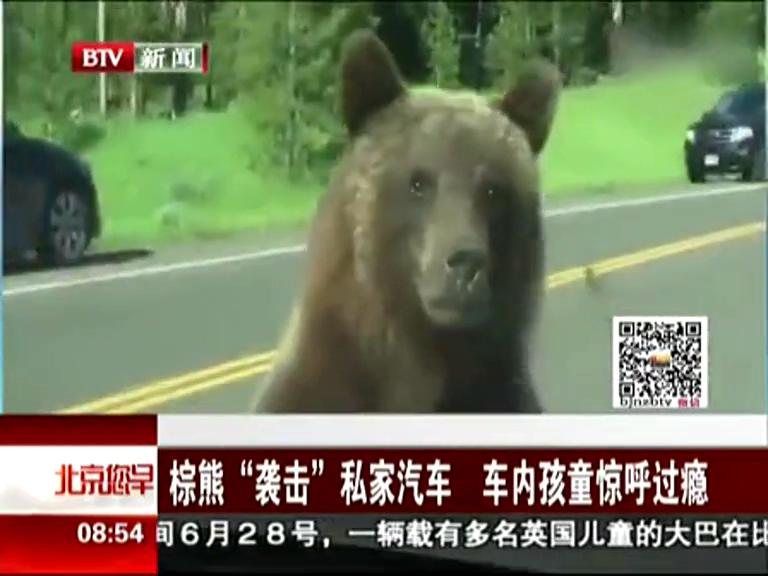 棕熊“襲擊”私家汽車 車內(nèi)孩童驚呼過癮