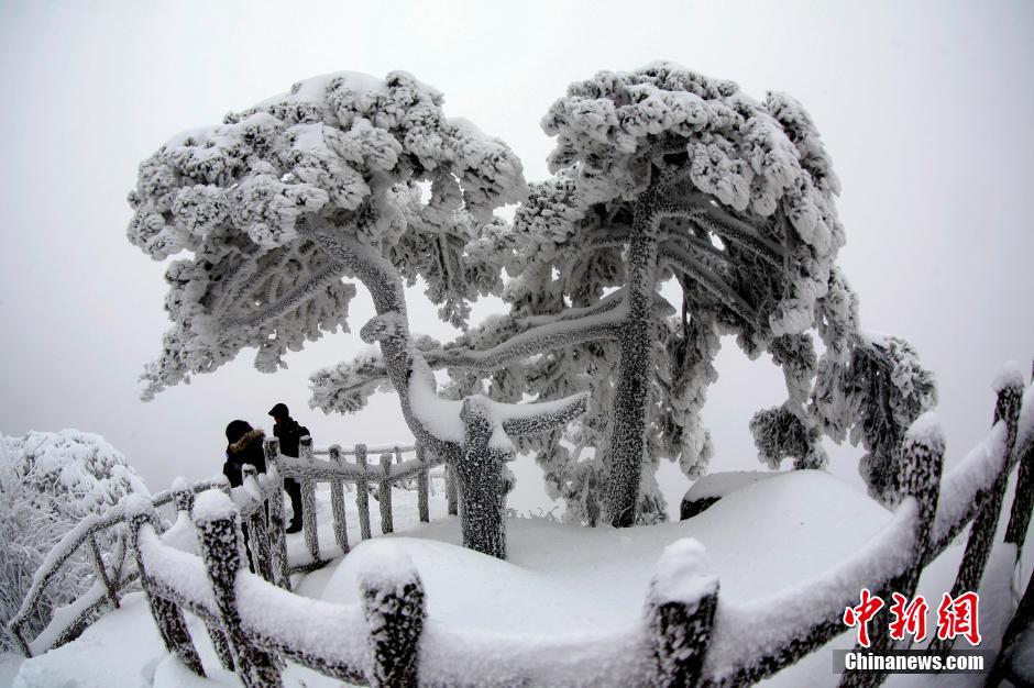 12月18日，雪后的安徽黃山風(fēng)景區(qū)出現(xiàn)了大面積雪凇美景，銀裝素裹，玉樹瓊枝，游人置身其間，如醉如癡。