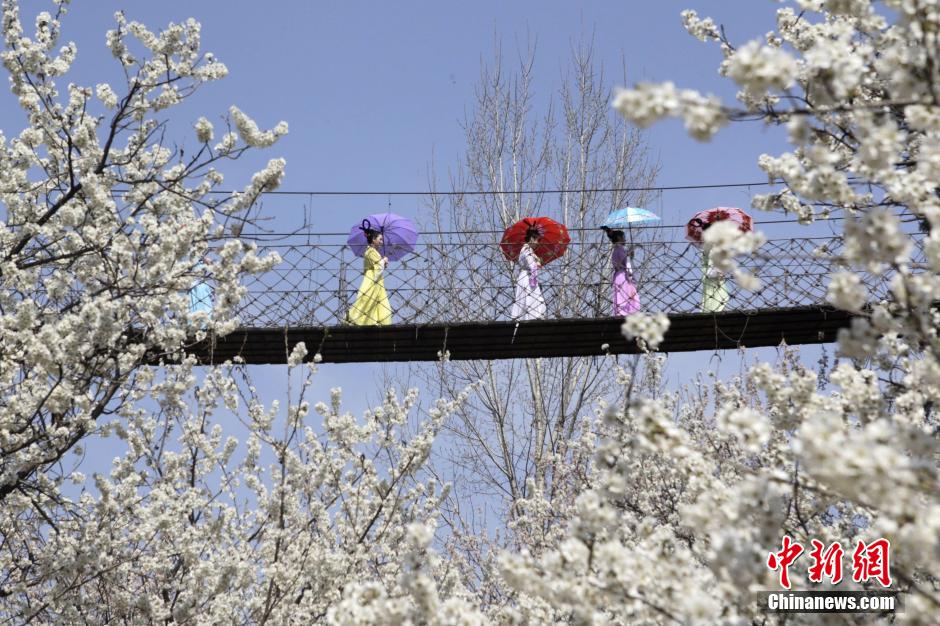 河南鄭州櫻桃花開(kāi) 仙子踏春賞花海