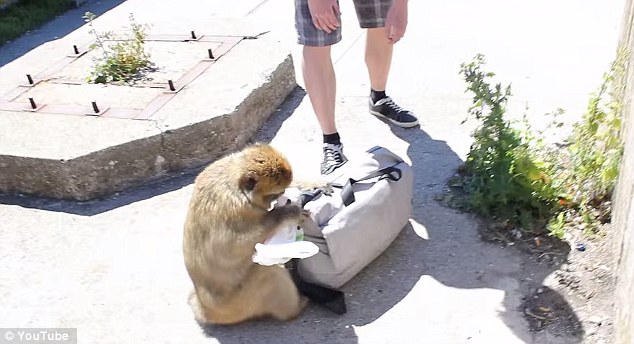 饑餓獼猴從游客背包里偷午餐