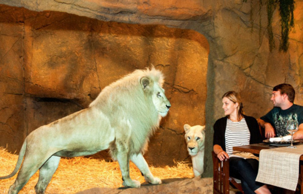 澳大利亞動(dòng)物園中開旅館 房客可與獅子共進(jìn)晚餐