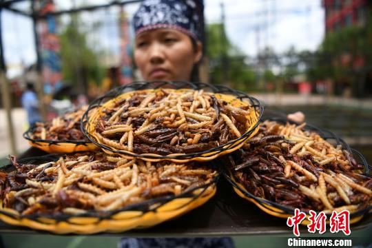 麗江一景區(qū)舉行吃昆蟲比賽重慶游客吃2斤昆蟲贏得金條