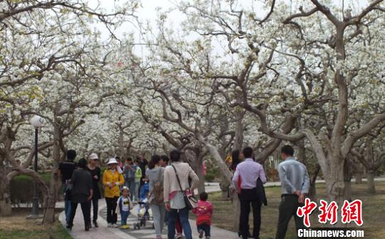 新疆百萬畝梨花與“百花”爭(zhēng)春 游人賞別樣春景